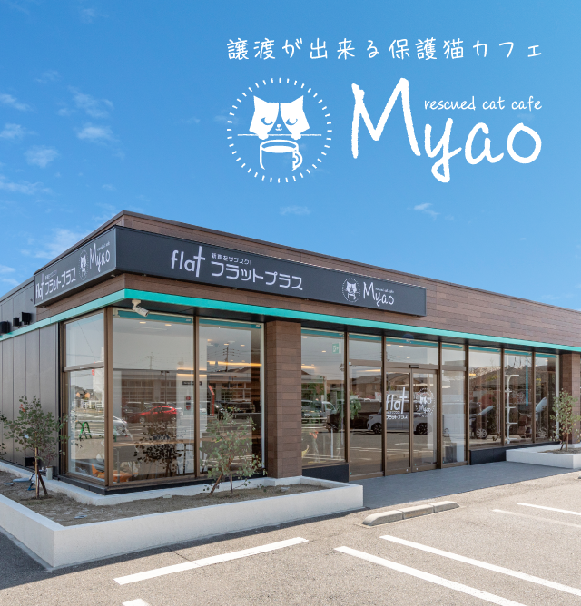 譲渡が出来る猫カフェ rescued cat cafe Myao